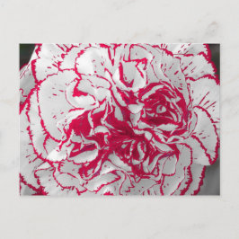 Briefkaart - anjer in rood en wit