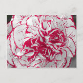 Briefkaart - anjer in rood en wit (Voorkant)