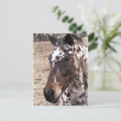 Briefkaart Appaloosa Stallions (Staand voorkant)