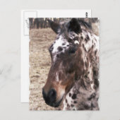 Briefkaart Appaloosa Stallions (Voorkant / Achterkant)
