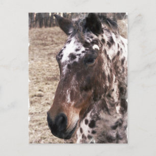Briefkaart Appaloosa Stallions