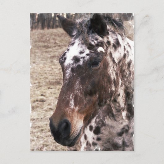 Briefkaart Appaloosa Stallions (Voorkant)