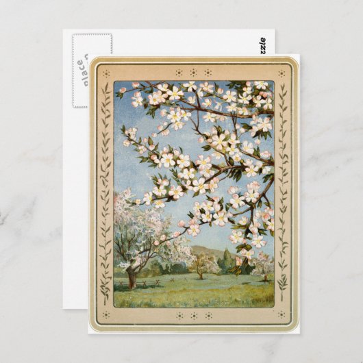 Briefkaart - Apple Blossom (Voorkant / Achterkant)
