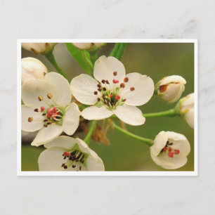 Briefkaart - Apple Blossom