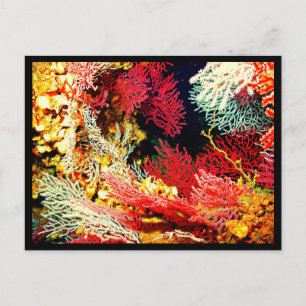 Briefkaart-Aquatic Gallery-26 Briefkaart