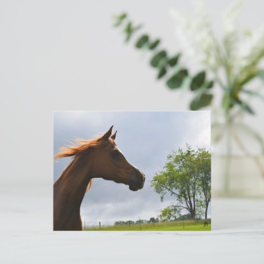 briefkaart "Arabian Breeze" (Staand voorkant)