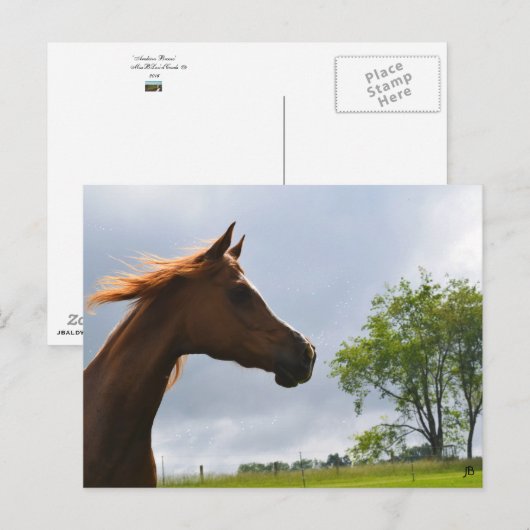 briefkaart "Arabian Breeze" (Voorkant / Achterkant)