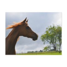 briefkaart "Arabian Breeze"