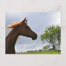 briefkaart "Arabian Breeze"