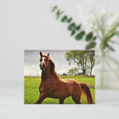 briefkaart "Arabian Dreamweaver" (Staand voorkant)