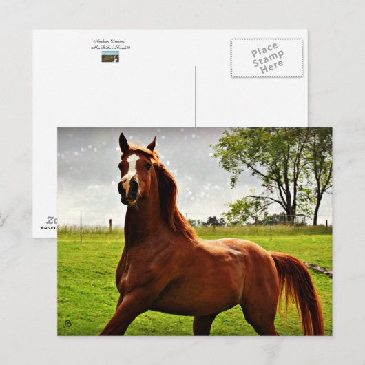 briefkaart "Arabian Dreamweaver" (Voorkant / Achterkant)