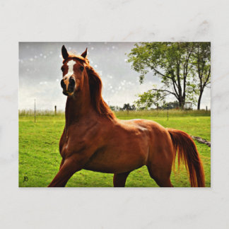 briefkaart "Arabian Dreamweaver"