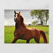 briefkaart "Arabian Dreamweaver" (Voorkant)