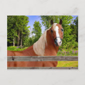 briefkaart "Arbella" (Voorkant)