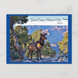 Briefkaart, Arizona, Grand Canyon, Elk Briefkaart