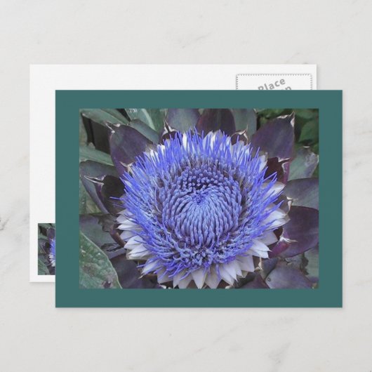 Briefkaart Artichoke Bloom (Voorkant / Achterkant)
