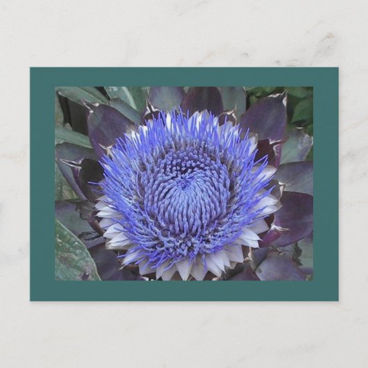 Briefkaart Artichoke Bloom (Voorkant)