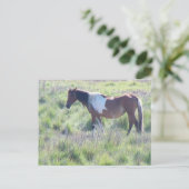 Briefkaart: Assateague Island Briefkaart (Staand voorkant)