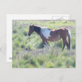 Briefkaart: Assateague Island Briefkaart (Voorkant / Achterkant)
