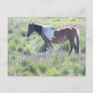 Briefkaart: Assateague Island Briefkaart