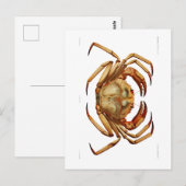 briefkaart "ATLANTIC DEEP ZEE CRAB" (Voorkant / Achterkant)