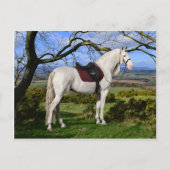 briefkaart "Aurora On Fox Hill" (Voorkant)