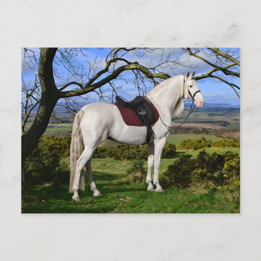 briefkaart "Aurora On Fox Hill" (Voorkant)