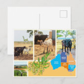 Briefkaart Australië (Voorkant / Achterkant)