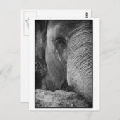 Briefkaart Aziatische olifant (Voorkant / Achterkant)