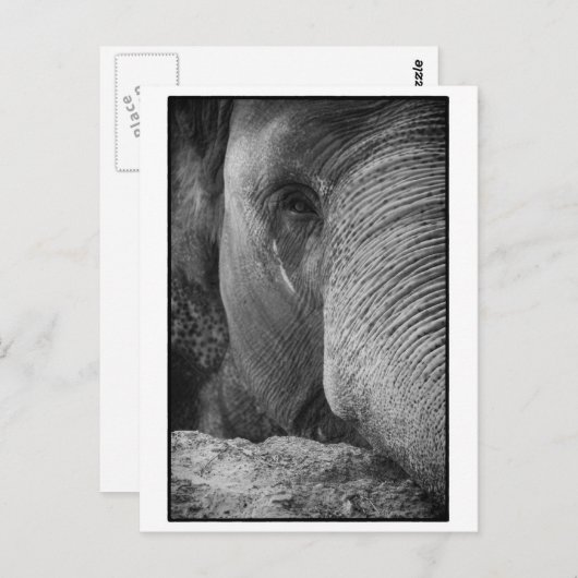 Briefkaart Aziatische olifant (Voorkant / Achterkant)