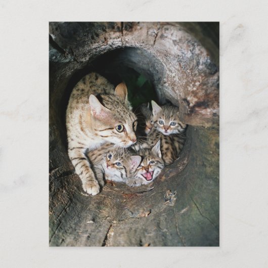 Briefkaart - Aziatische wilde katten (Voorkant)