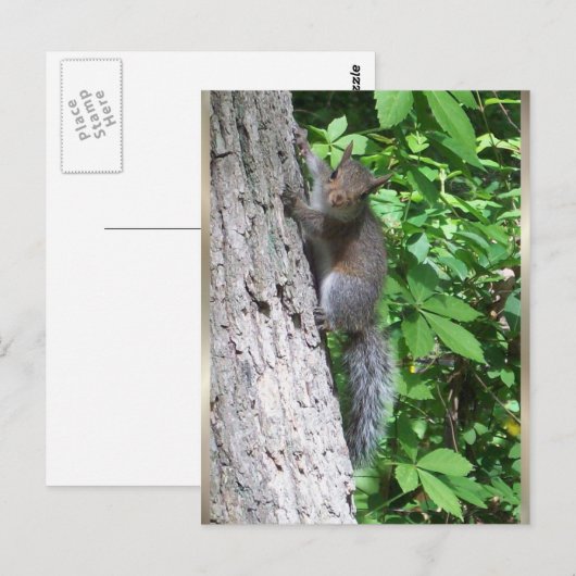 briefkaart "Baby eekhoorn" (Voorkant / Achterkant)