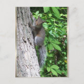 briefkaart "Baby eekhoorn" (Voorkant)