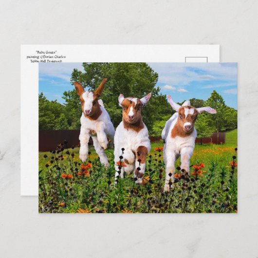 briefkaart "Baby geiten" (Voorkant / Achterkant)