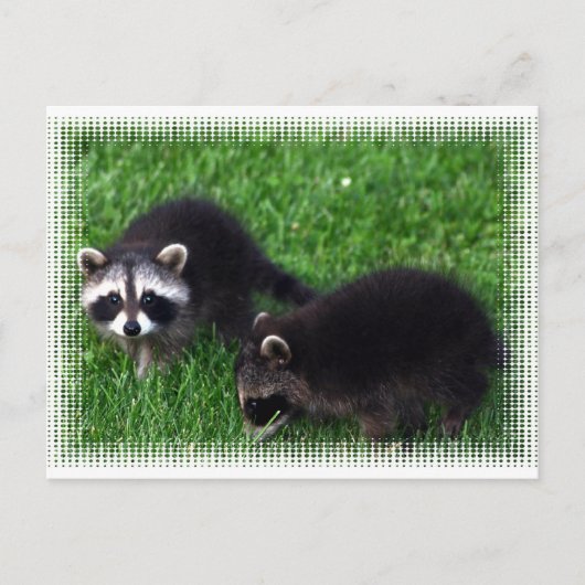 Briefkaart baby Raccoons (Voorkant)