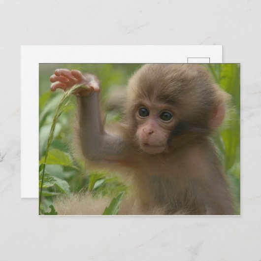 Briefkaart - Baby sneeuwpop (Voorkant / Achterkant)