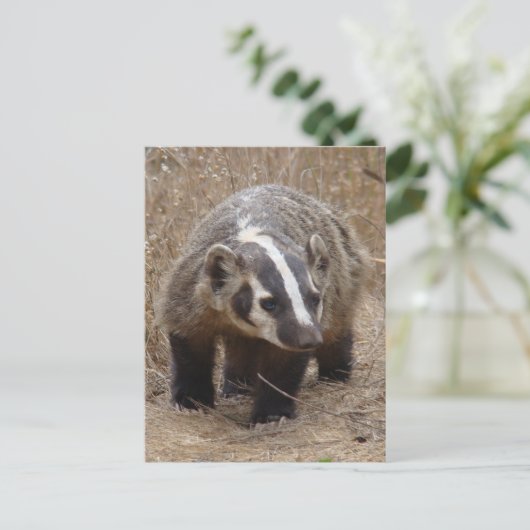 Briefkaart Badger Approach (Staand voorkant)