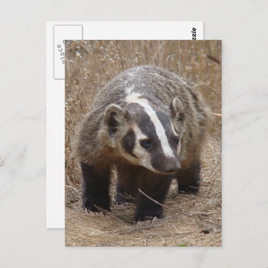 Briefkaart Badger Approach (Voorkant / Achterkant)