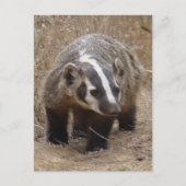 Briefkaart Badger Approach (Voorkant)