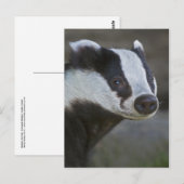 Briefkaart Badger Portrait (Voorkant / Achterkant)