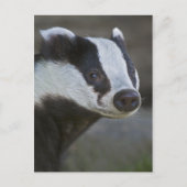 Briefkaart Badger Portrait (Voorkant)