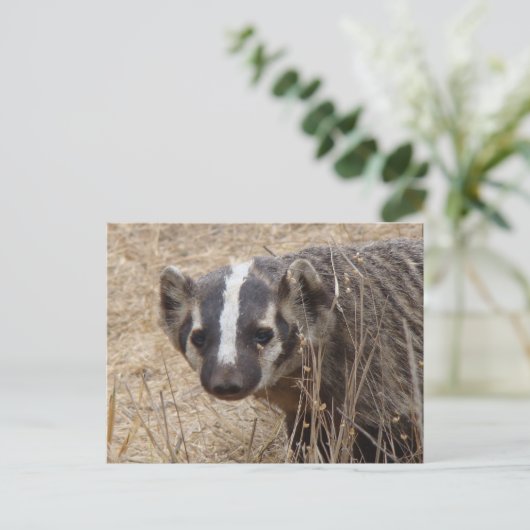 Briefkaart Badger Staredown (Staand voorkant)
