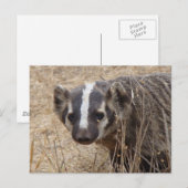 Briefkaart Badger Staredown (Voorkant / Achterkant)