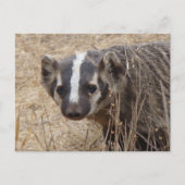 Briefkaart Badger Staredown (Voorkant)