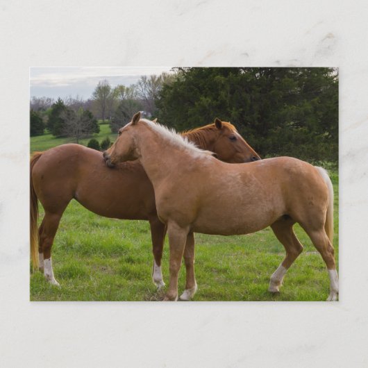 Briefkaart badschoonheid (Voorkant)