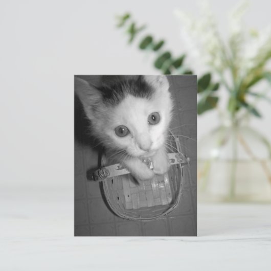 briefkaart bambam kat (Staand voorkant)