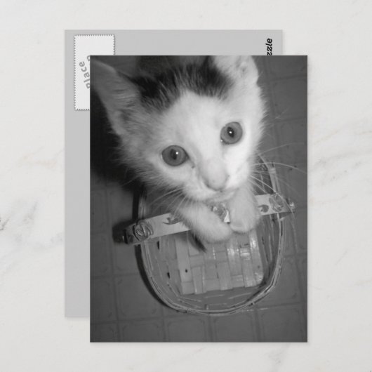 briefkaart bambam kat (Voorkant / Achterkant)