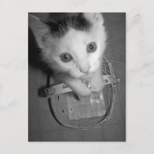 briefkaart bambam kat