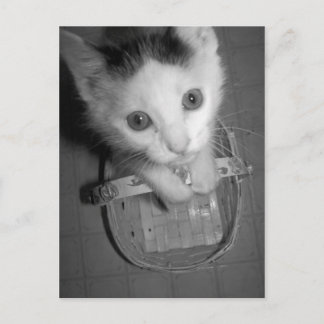 briefkaart bambam kat