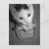 briefkaart bambam kat (Voorkant)